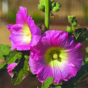 Hollyhock, Indian Spring