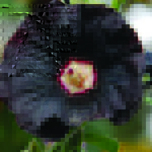 Hollyhock, Nigra
