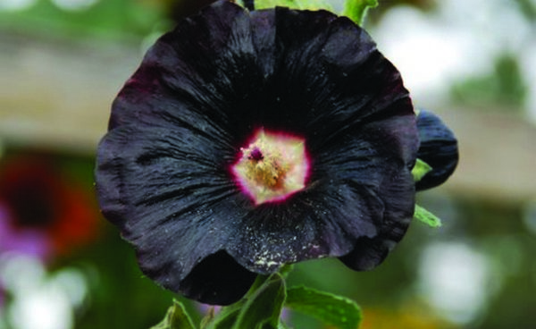 Hollyhock, Nigra
