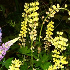 Lupine, Carolina