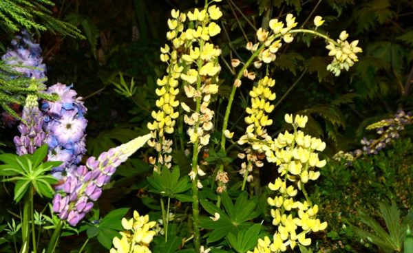 Lupine, Carolina