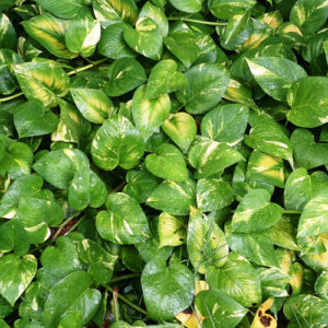 Money Plant (Lunaria)