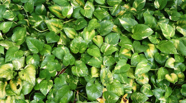 Money Plant (Lunaria)