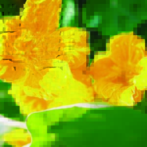 Nasturtium, Golden Gleam