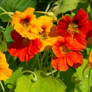 Nasturtium, Tall Mix