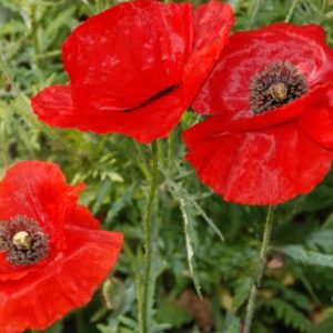 Poppy, Red American Legion