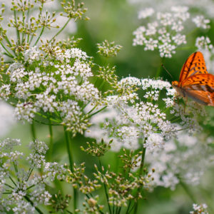 Queen Anne's Lace