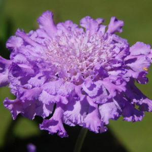 Scabiosa