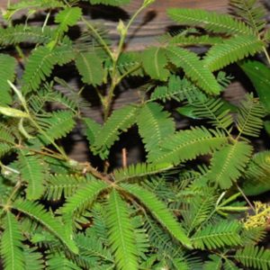 Sensitive Plant (Mimosa pudica)