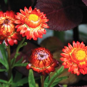 Strawflower, Tall Double Mix