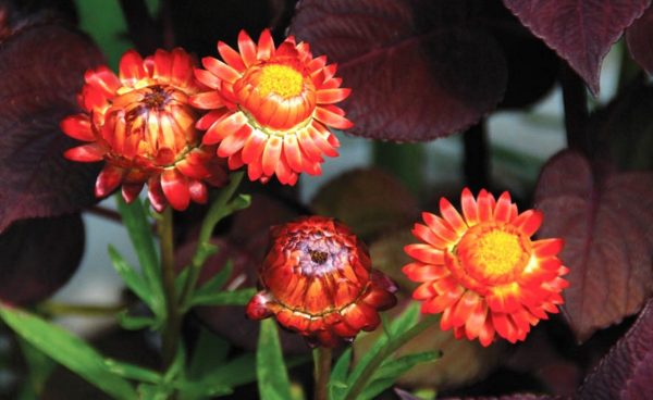 Strawflower, Tall Double Mix