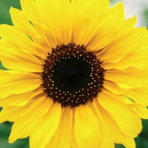 Sunflower, Dwarf Sunspot