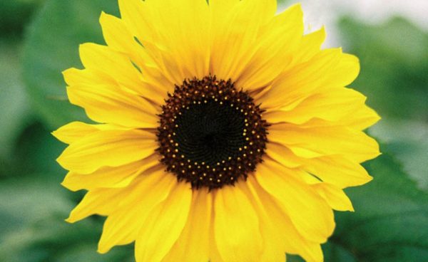 Sunflower, Dwarf Sunspot