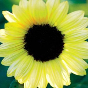 Sunflower, Vanilla Ice (Lemon Queen)