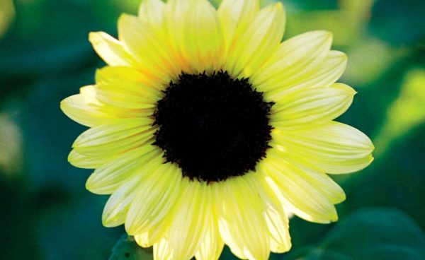 Sunflower, Vanilla Ice (Lemon Queen)