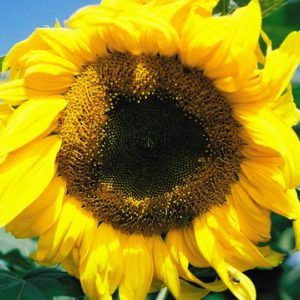 Sunflower, Mammoth (Skyscraper)