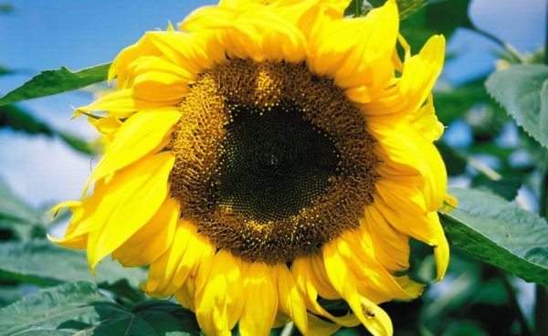 Sunflower, Mammoth (Skyscraper)