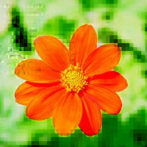 Sunflower, Mexican (Tithonia)