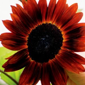 Sunflower, Red Sun (Velvet Queen)