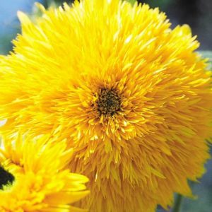 Sunflower, Teddy Bear (Sungold Dwarf)