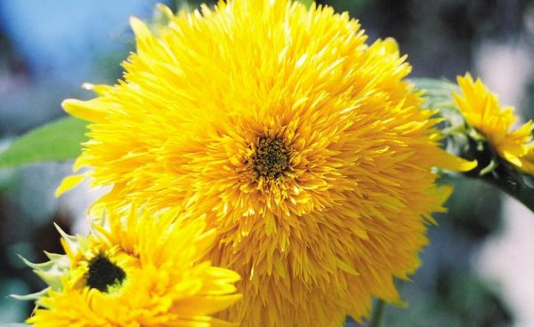 Sunflower, Teddy Bear (Sungold Dwarf)