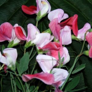 Sweet Pea, Painted Lady