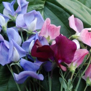 Sweet Pea, Royal Mix