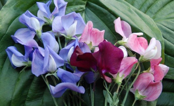 Sweet Pea, Royal Mix