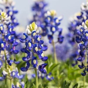 Texas Bluebonnet