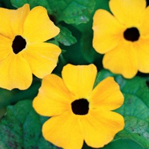 Thunbergia