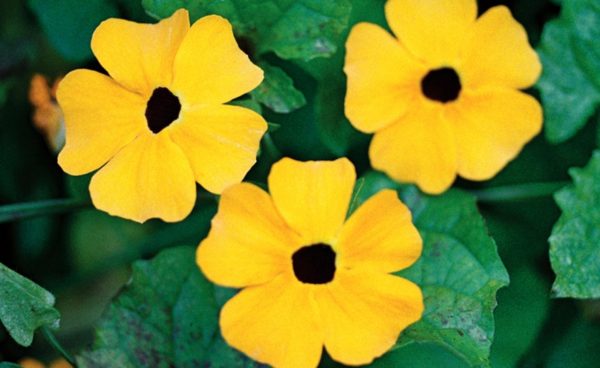 Thunbergia