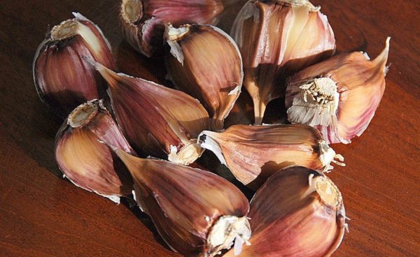 Asiatic Garlic, Asian Tempest - 4 oz