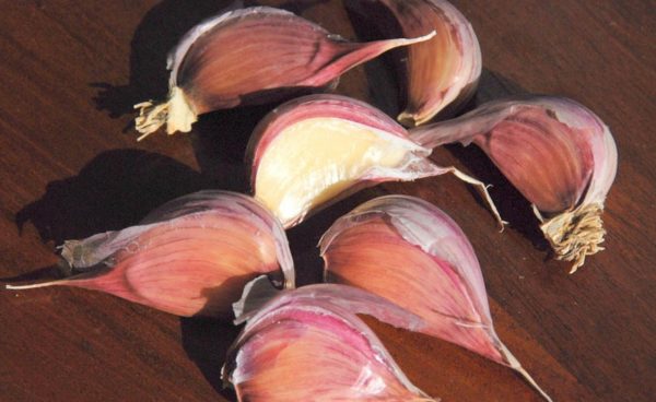 Purple Striped Garlic, Chesnok Red - 4 oz