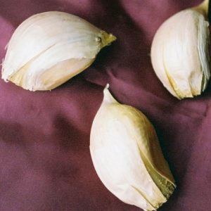 Elephant Garlic - 6 cloves per bag
