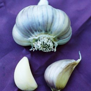 Marbled Purple Striped Garlic, Purple Glazer - 4 oz