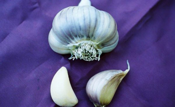 Marbled Purple Striped Garlic, Purple Glazer - 4 oz