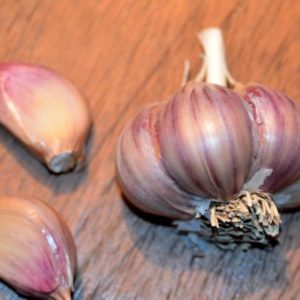 Glazed Purple Striped Garlic, Red Rezan - 4 oz