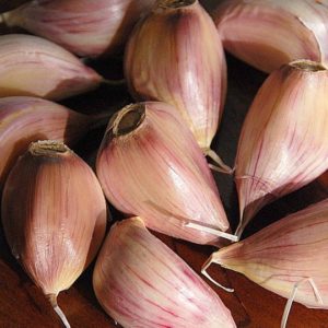 Porcelain Garlic, Romanian Red -  4 oz