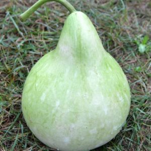 Gourd, Birdhouse Bottle