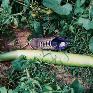 Gourd, Cucuzzi