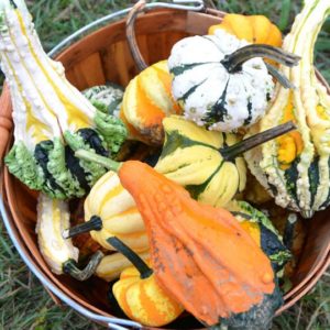 Gourd, Large Ornamental Mix