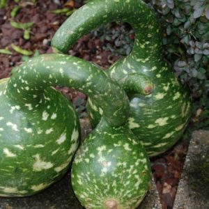 Gourd, Speckled Swan