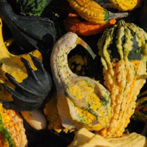 Gourd, Warted Fancy Mix