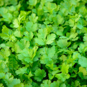 Herb, Coriander/Cilantro