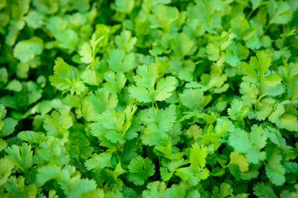 Herb, Coriander/Cilantro
