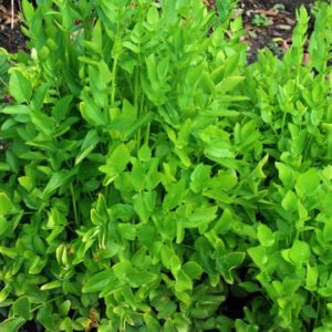 Herb, Anise
