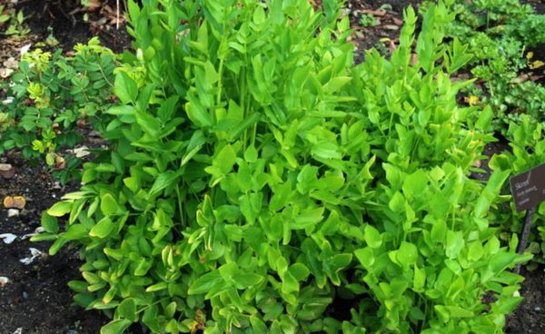 Herb, Anise