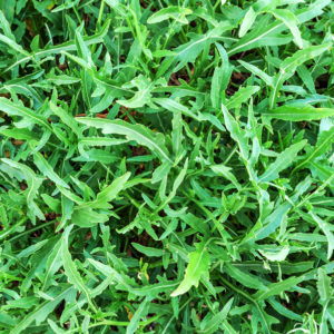 Herb, Arugula Roquette