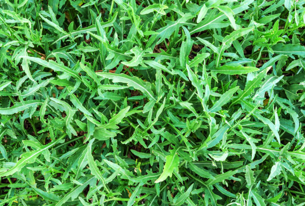 Herb, Arugula Roquette