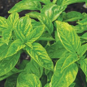 Herb, Basil Genovese